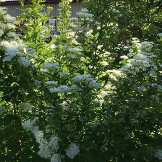 Kvastspirea