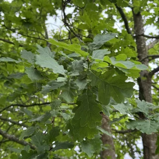 Tammi (150-250 cm)