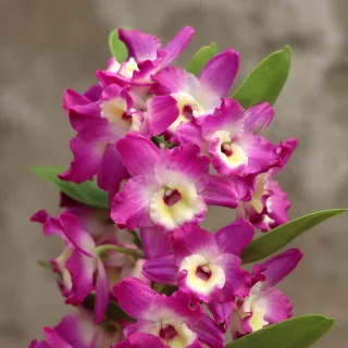 Vinterdendrobium
