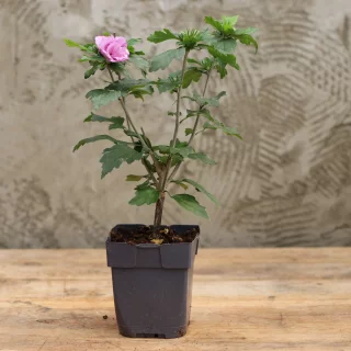 Sinihibiskus