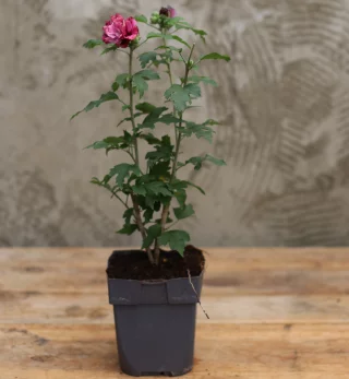 Sinihibiskus