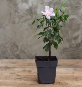 Sinihibiskus