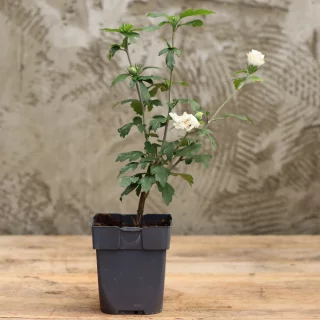 Sinihibiskus