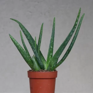 Lääkeaaloe