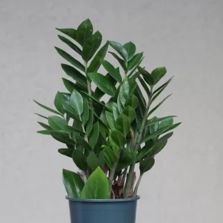 Palmuvehka