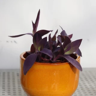 Purppurajuoru