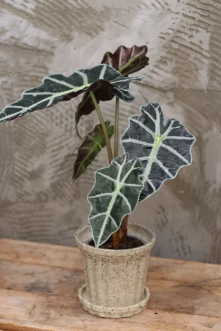 Alokasia