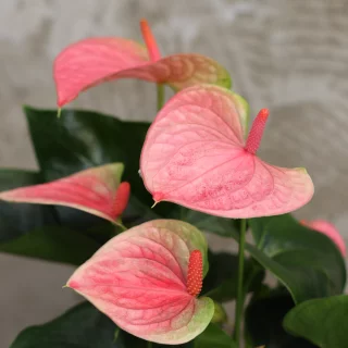 Andrenflamingokukka