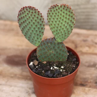 Guldopuntia