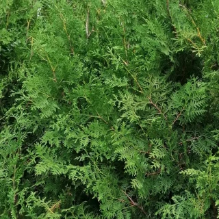 Kartiotuija (80-100 cm)