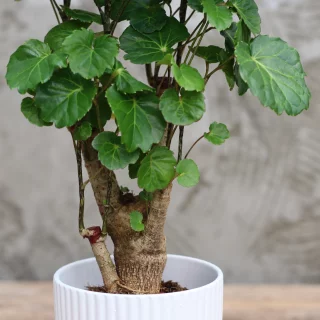 Hopea-araaliat