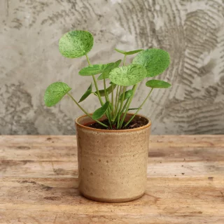 Kilpipiilea