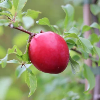 Kirsikkaluumu