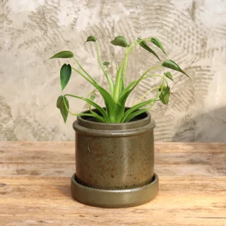 Alokasia
