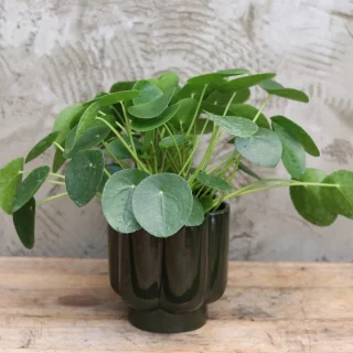 Parasollpilea