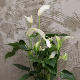 Flamingoblomma