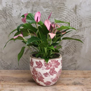Flamingoblomma
