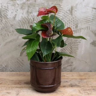 Rosenkalla
