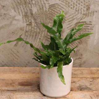 Microsorum