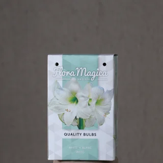 Jaloritarinkukka Flora Magica White