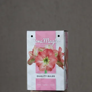 Jaloritarinkukka Flora Magica Pink
