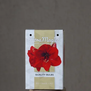 Jaloritarinkukka Flora Magica Red