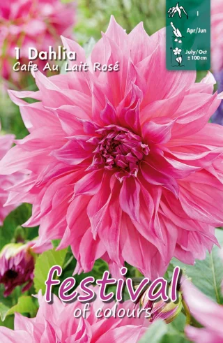 Koristedaalia Café Au Lait Rosé