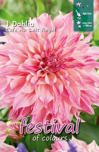 Koristedaalia Café Au Lait Royal