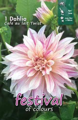 Koristedaalia Café Au Lait Twist