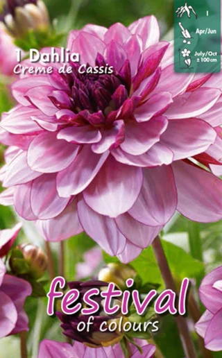 Koristedaalia Creme de Cassis