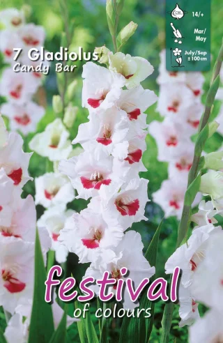 Miekkalilja 'Candy Bar'