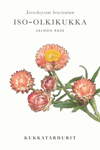 Iso-Olkikukka 'Salmon Rose'