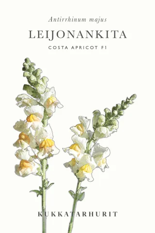 Leijonankita 'Costa Apricot' F1