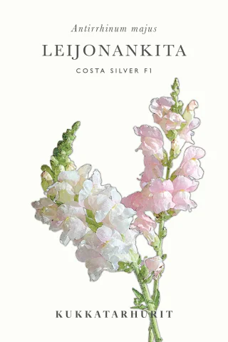 Lejongap 'Costa Silver' F1