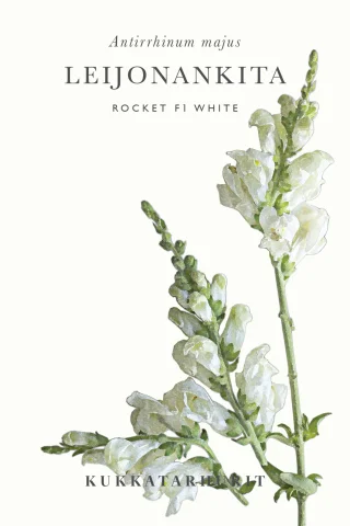 Leijonankita 'Rocket F1 White'