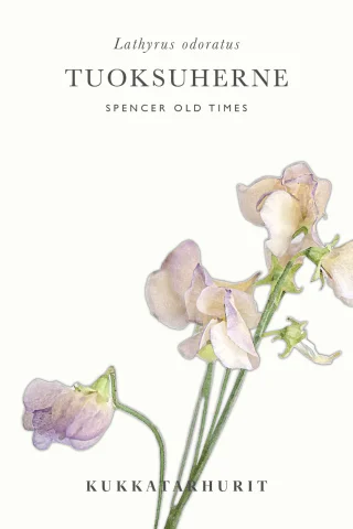 Tuoksuherne 'Spencer Old Times'