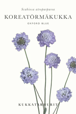 Praktvädd 'Oxford Blue'
