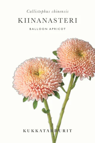 Sommaraster 'Balloon Apricot'