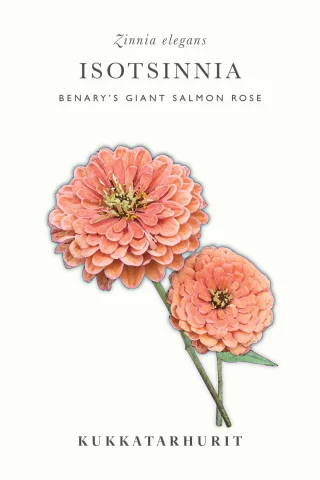 Isotsinnia 'Benarys Giant Salmon Rose'