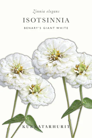 Isotsinnia 'Benarys Giant White'