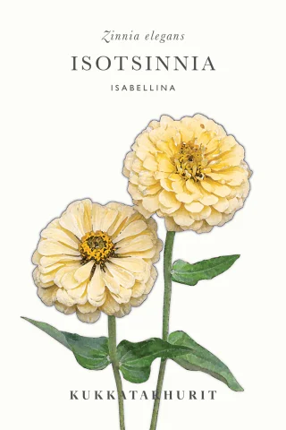 Zinnia 'Isabellina'
