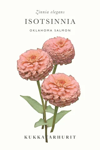 Isotsinnia 'Oklahoma Salmon'