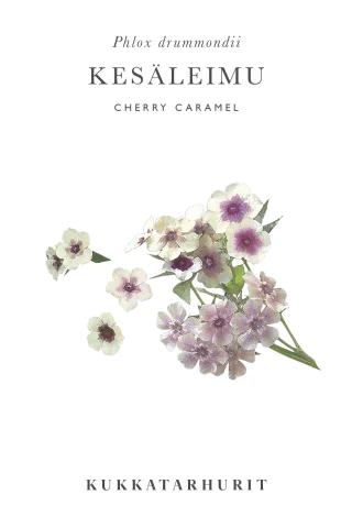 Sommarflox 'Cherry Caramel'