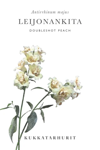 Leijonankita 'Doubleshot Peach'