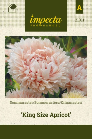 Kiinanasteri 'King Size Apricot'