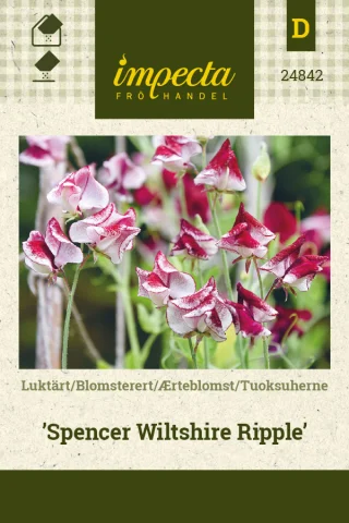 Luktärt 'Spencer Wiltshire Ripple'