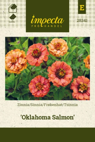 Zinnia 'Oklahoma Salmon'