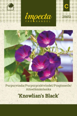 Purpurvinda 'Knowlian's Black'