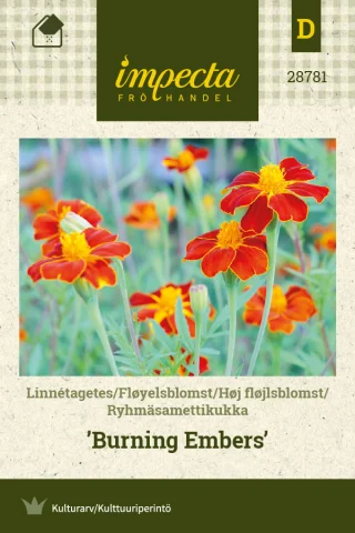 Ryhmäsamettikukka 'Burning Embers'