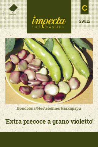 Bondböna 'Extra precoce a grano violetto'